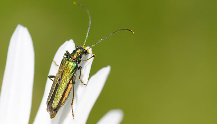vesicatoria