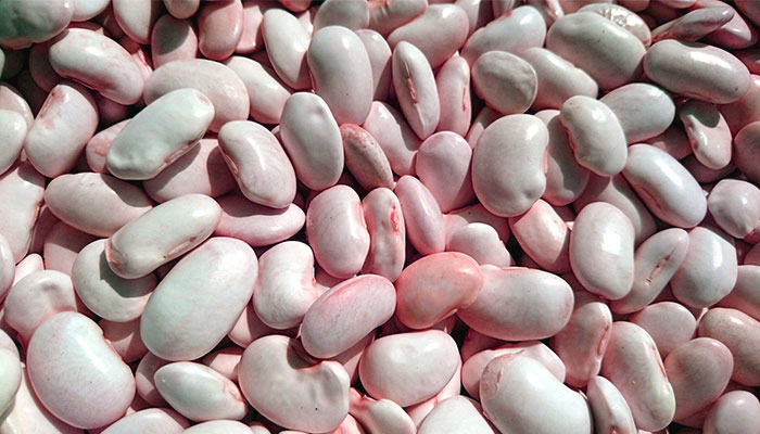 horse gram