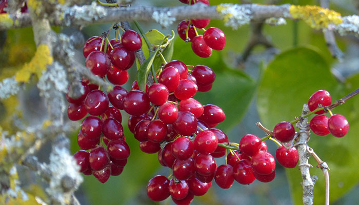 Alternative Medicine for Kidney Stones